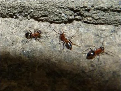 Quelle est cette espce ?