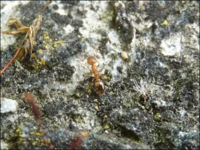 Quelle est cette espce ?