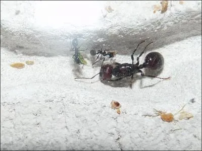 Quelle est cette espce ?