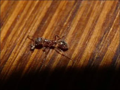 Quelle est cette espce ?