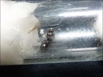 Quelle est cette espce ?