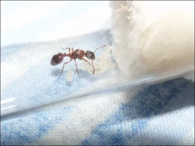 Quelle est cette espce ?