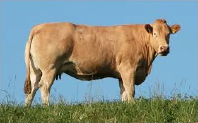 Complétez le nom de cette race de vache : "... d'Aquitaine" :