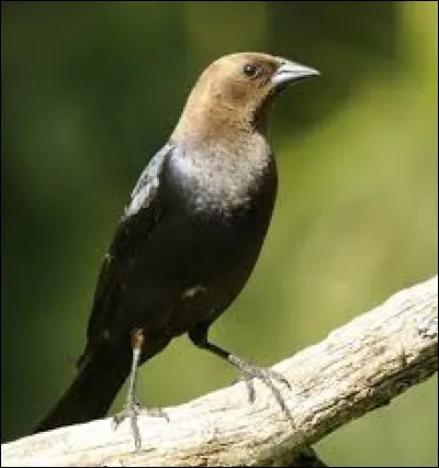 Complétez le nom de ce oiseau : "Vacher à tête ..." :