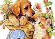 Quiz Chat ou chien ?