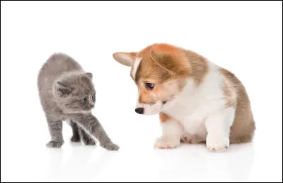 Mon temps de gestation est compris entre 59 et 67 jours.