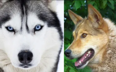 Quiz Animaux