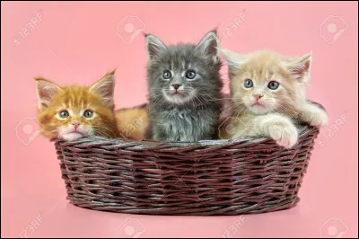 Réponds en tant que chat. Déjà, tu es un chaton et ton pelage est...