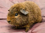 Quiz Connaissez-vous bien les cochons d'Inde ?
