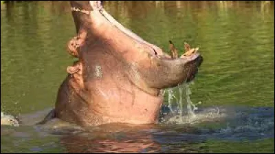 Si j'ai froid, quelle partie de mon cerveau va être en mesure de me faire frissonner ?