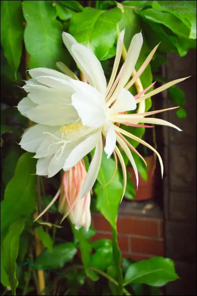 Quel nom porte la femme de Tennessee Williams, dans son roman de 1975 ?