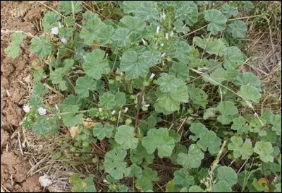 Laquelle de ces nouvelles d'Henry James est parue en 1874 ?