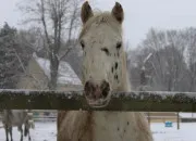 Quiz Chien, chat, cheval