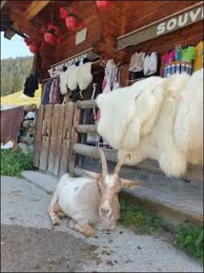 Le verbe "hongroyer" vient du pays. Quelle est l'action &eacute;voqu&eacute;e par ce verbe ?