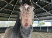 Quiz Rvise ton Galop 1 (robes)