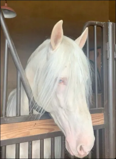 Quelle est cette robe ?