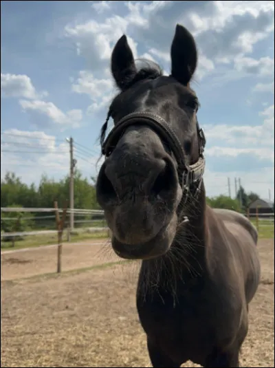 Celui-ci a une robe dite...