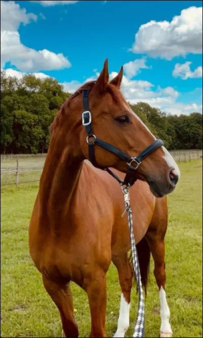 Mais dis-moi, de quelle couleur est ce cheval ?