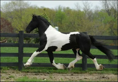 Comment appelle-t-on un cheval comme celui-ci ?