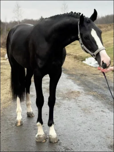Sur sa tête, ce cheval a une...
