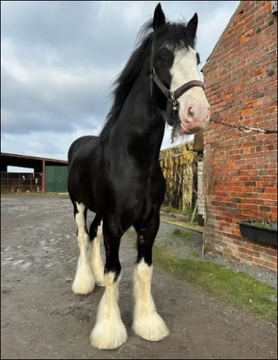 Finalement, regarde les jambes de ce cheval. Comment appelle-t-on ces marques ?