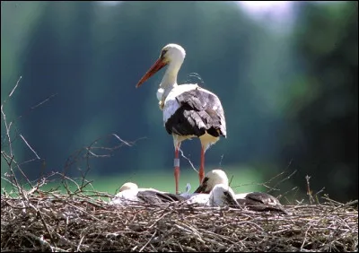 ''Max'' est une cigogne blanche c&eacute;l&egrave;bre. De quelle r&eacute;gion administrative, la cigogne est-elle l'animal embl&eacute;matique ?