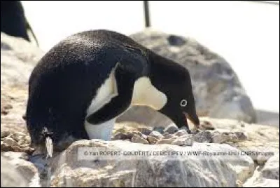 Les manchots vivent en Antarctique. Parmi les trois cités, lesquels sont les plus nombreux ?