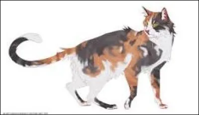 Quelle couleur d'yeux as-tu ?