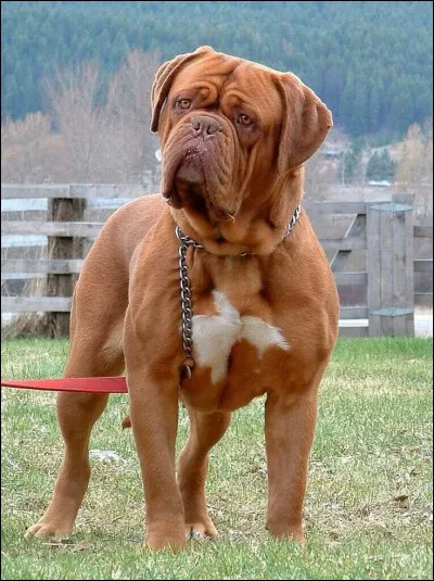 D'où vient le Dogue de Bordeaux ?