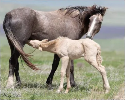Comment appelle-t-on un animal qui allaite ses petits ?
