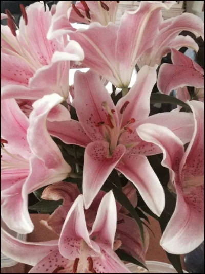 Comment appelle-t-on ces fleurs ?