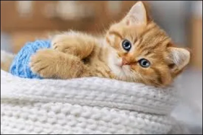 Quand ton humain te donne &agrave; manger, tu n'aimes pas sa nourriture ! Elle pue et te d&eacute;goute, tu choisis de...