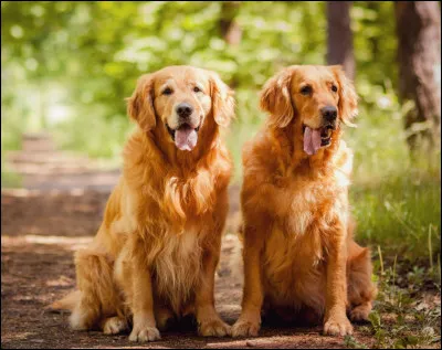 De quelle race de chien s'agit-il ?