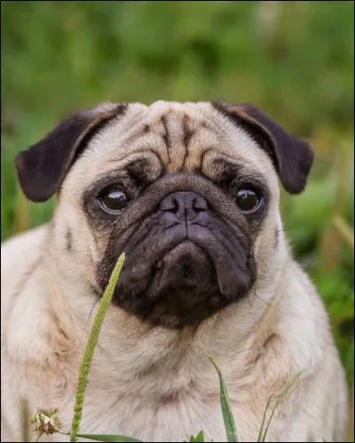 De quelle race de chien s'agit-il ?
