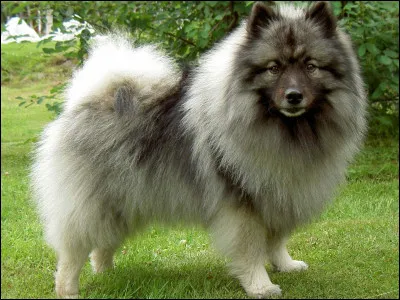 De quelle race de chien s'agit-il ?