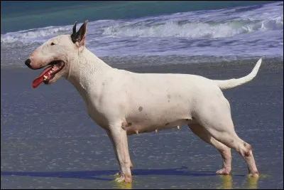 De quelle race de chien s'agit-il ?