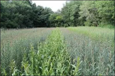 Quelle était la matière du fauteuil d'Emmanuelle ?