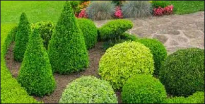 Soyons sérieux, la culture de quelle plante devrait être interdite ?