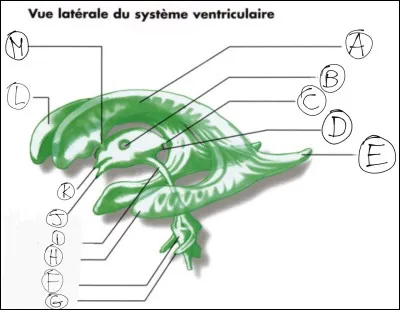 À quoi correspond la lettre M ?