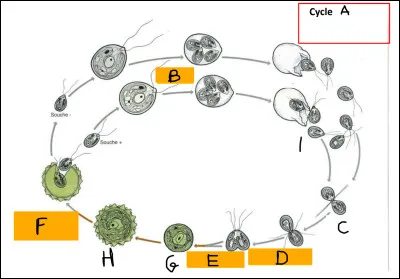 Complétez le schéma suivant en précisant la ploïdie de chaque élément.