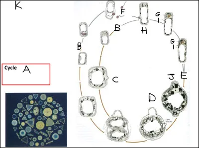 Ce cycle appartient...
