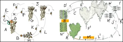 Pour le cycle de droite, cochez sur les lettres (rangées dans l'ordre d'apparition) qui représente 1) Spore en germination 2) Fécondation 3) Sporocystes.