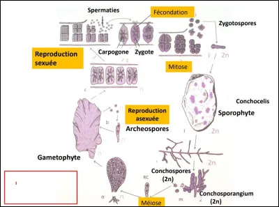 Interprétez le cycle de vie suivant.