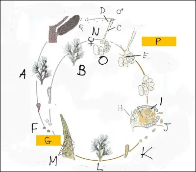 Complétez le cycle suivant :