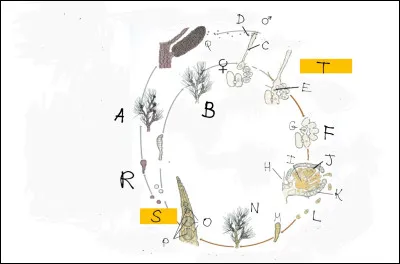 Compl&eacute;tez le cycle suivant :