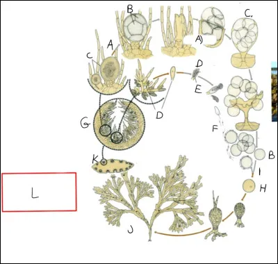 Complétez le cycle de vie suivant.