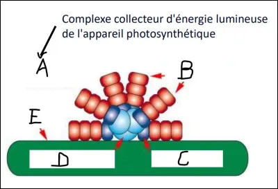 Complétez le schéma suivant.