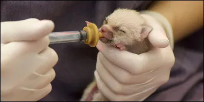 Quel animal préfères-tu ? (3)