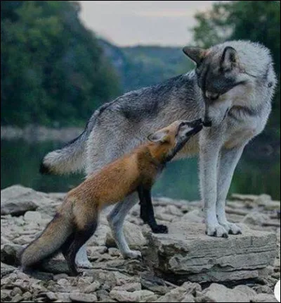 Tu es plutôt un(e) ami(e)... (1)