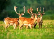 Quiz Le grand dfi animalier : saurez-vous dompter la connaissance ?